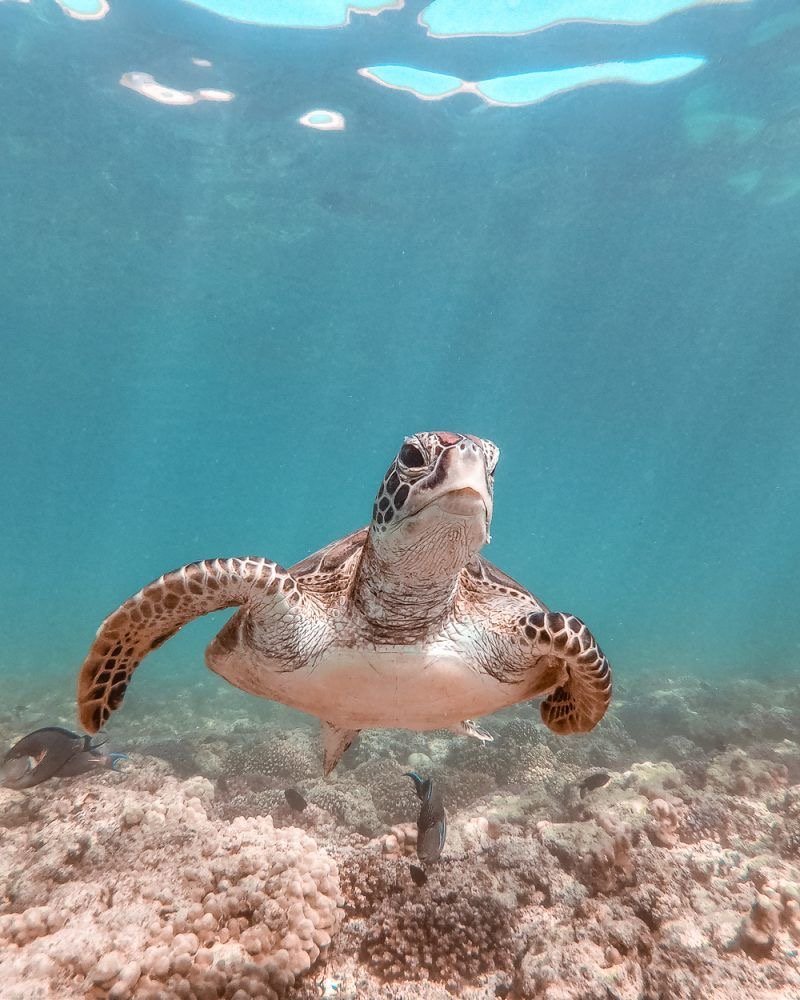 Dimaniyat Islands Snorkelling